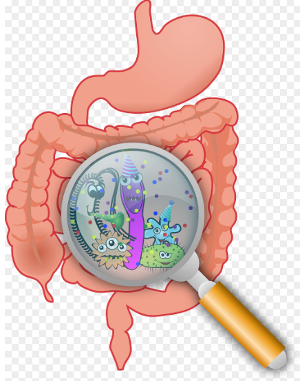 Bactérias do intestino