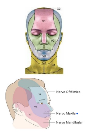 nervo trigêmio